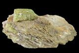 Yellow-Green Fluorapatite Crystals in Calcite - Ontario, Canada #137113-3